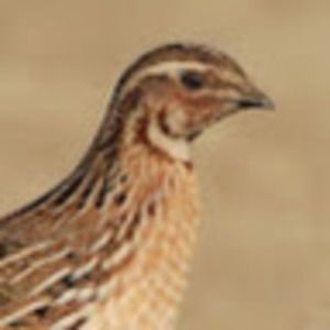 Meet your Posher, Tula